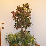 Apartment Mascagni Flat